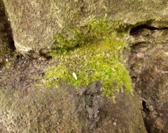 Rhynchostegiella tenella