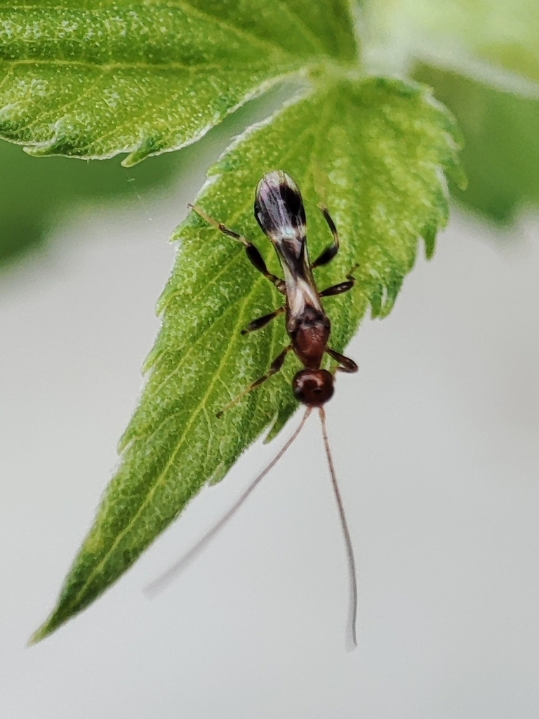 Spathius erythrocephalus
