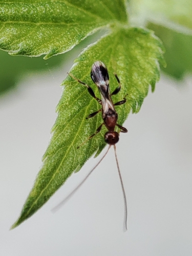 Spathius erythrocephalus