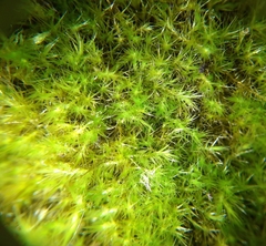 Rhynchostegiella tenella