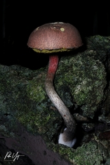 Boletellus cubensis