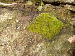 Rhynchostegiella tenella