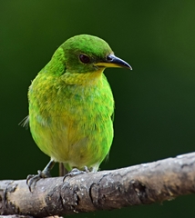 Green Honeycreeper photo 6