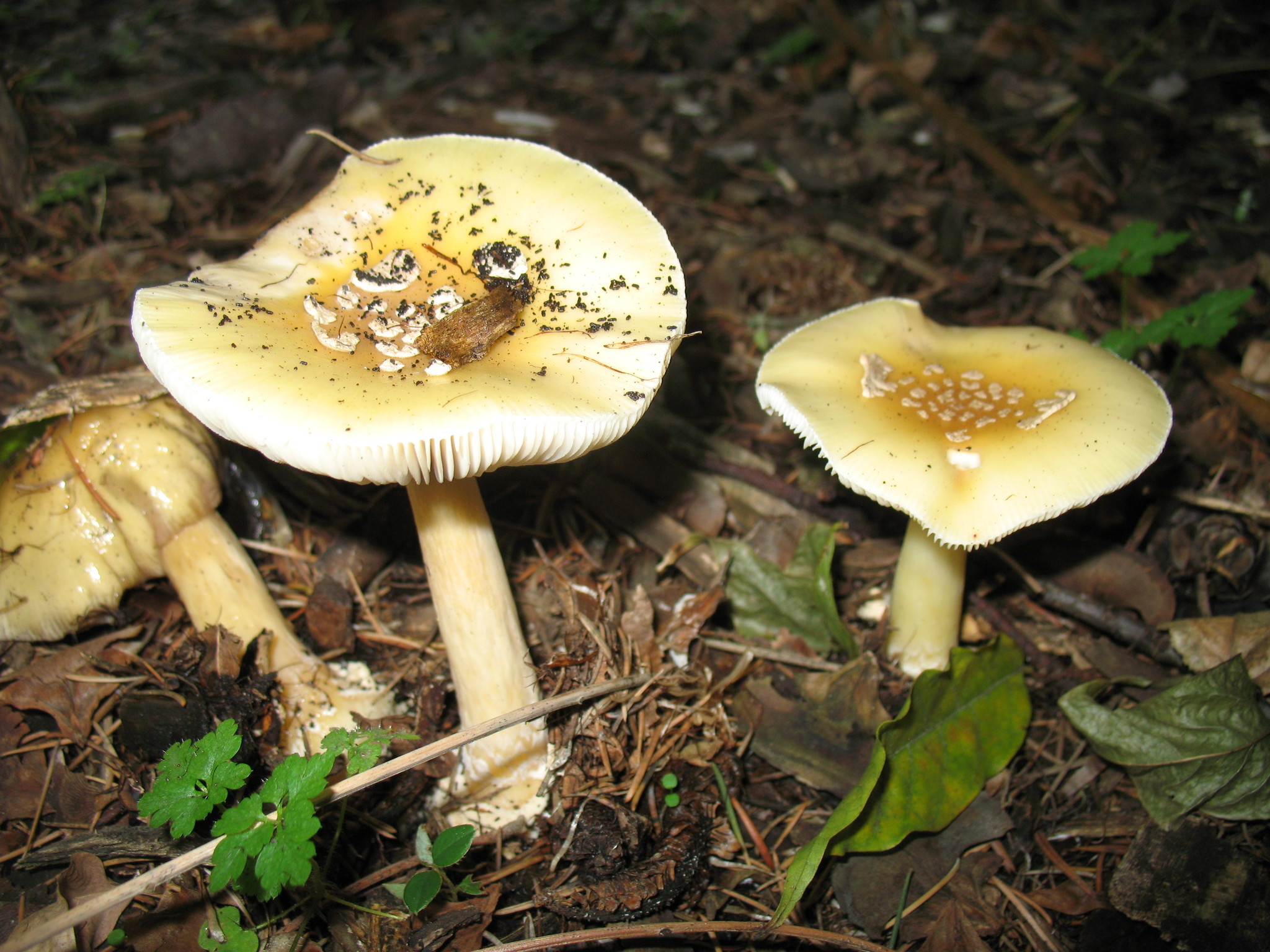 Amanita gemmata image