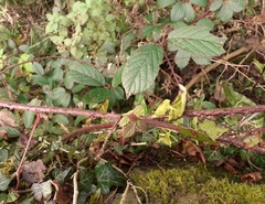 Rubus dasyphyllus