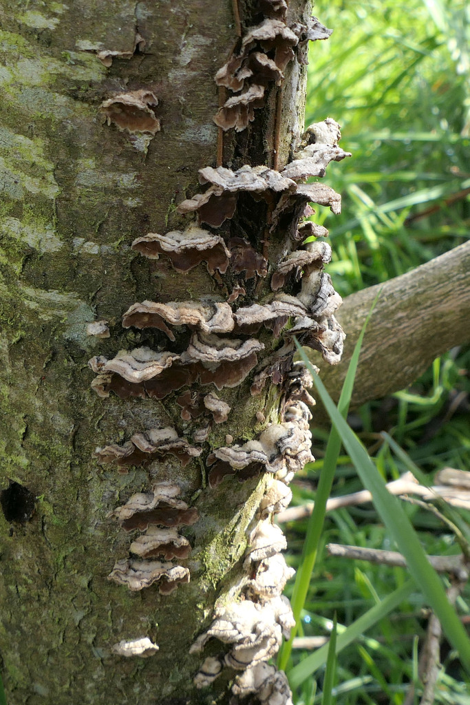Chondrostereum purpureum · September 2025 · photo: © derek_onley (iNaturalist, cc-by-nc)