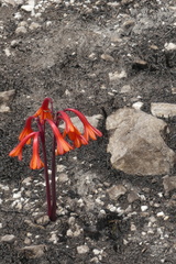 Cyrtanthus ventricosus