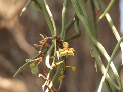Trichocentrum cepula, photograph (c) Josh Noseworthy, some rights reserved (CC BY)