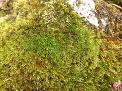 Grimmia trichophylla