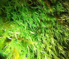 Grimmia trichophylla