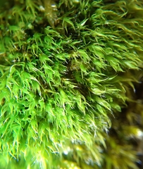 Grimmia trichophylla