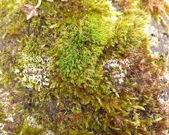Grimmia trichophylla