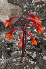 Cyrtanthus ventricosus