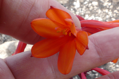 Cyrtanthus ventricosus