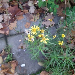 Senecio inaequidens