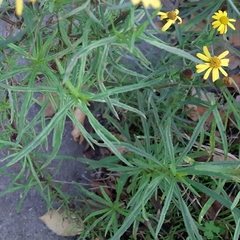 Senecio inaequidens