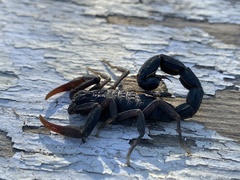 Hottentotta judaicus