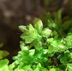 Encalypta streptocarpa