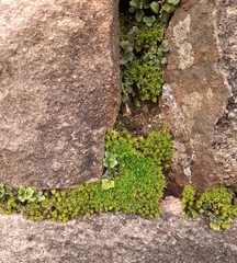 Encalypta streptocarpa