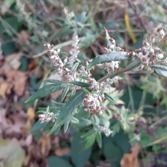 Artemisia vulgaris