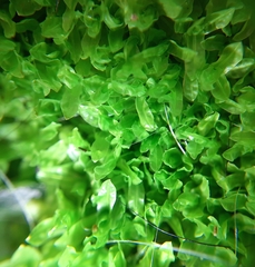 Encalypta streptocarpa