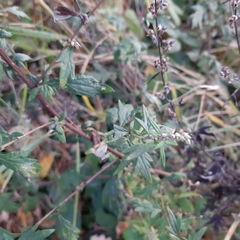 Artemisia vulgaris