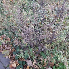 Artemisia vulgaris