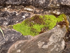 Pseudocrossidium revolutum