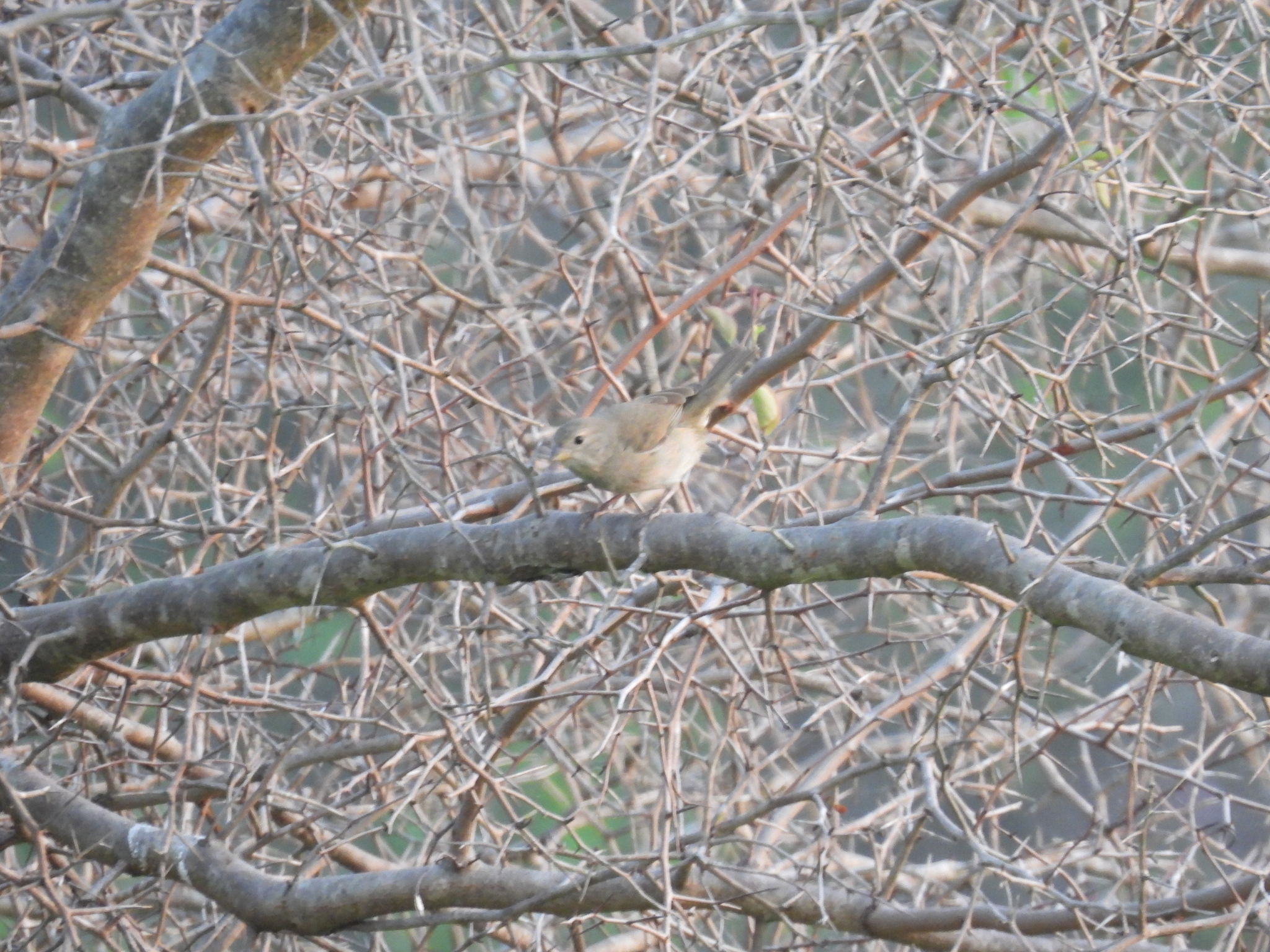 Dull-colored Grassquit (Asemospiza obscura), photo 4