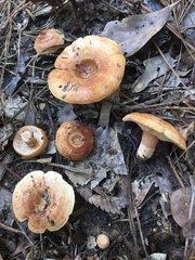 Lactarius proximellus