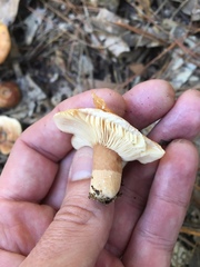 Lactarius proximellus