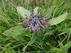 Protea angolensis var. angolensis image