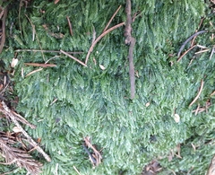 Plagiothecium curvifolium