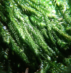 Plagiothecium curvifolium