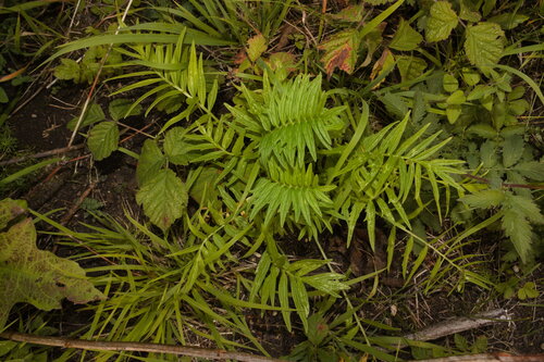 Tetraploid valerian (Valeriana stolonifera)