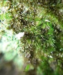 Rhynchostegiella tenella