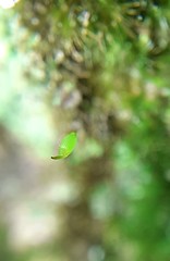 Rhynchostegiella tenella