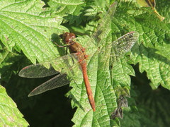 Sympetrum meridionale