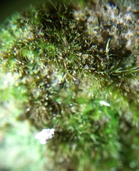 Rhynchostegiella tenella