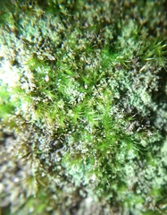 Rhynchostegiella tenella