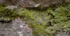 Rhynchostegiella tenella