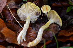 Hygrophorus lucorum