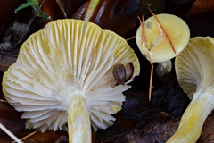 Hygrophorus lucorum