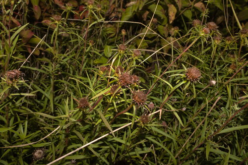 Inule à feuilles en épée 3