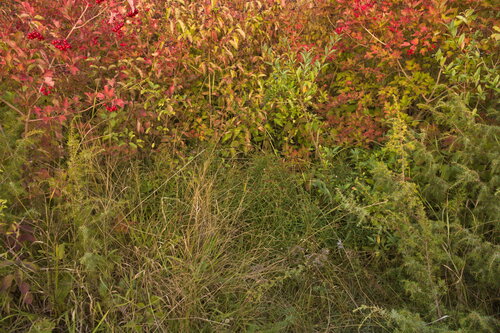 Inule à feuilles en épée 2