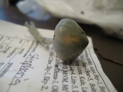 Stropharia pseudocyanea