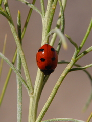 Coccinella difficilis