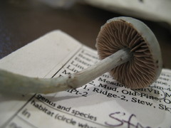 Stropharia pseudocyanea