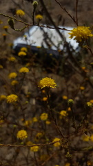 Lessingia glandulifera