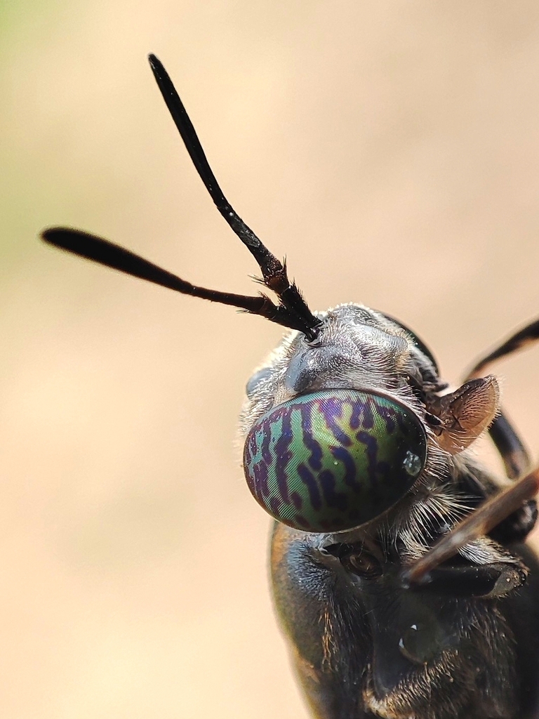 Black soldier fly (Hermetia illucens)